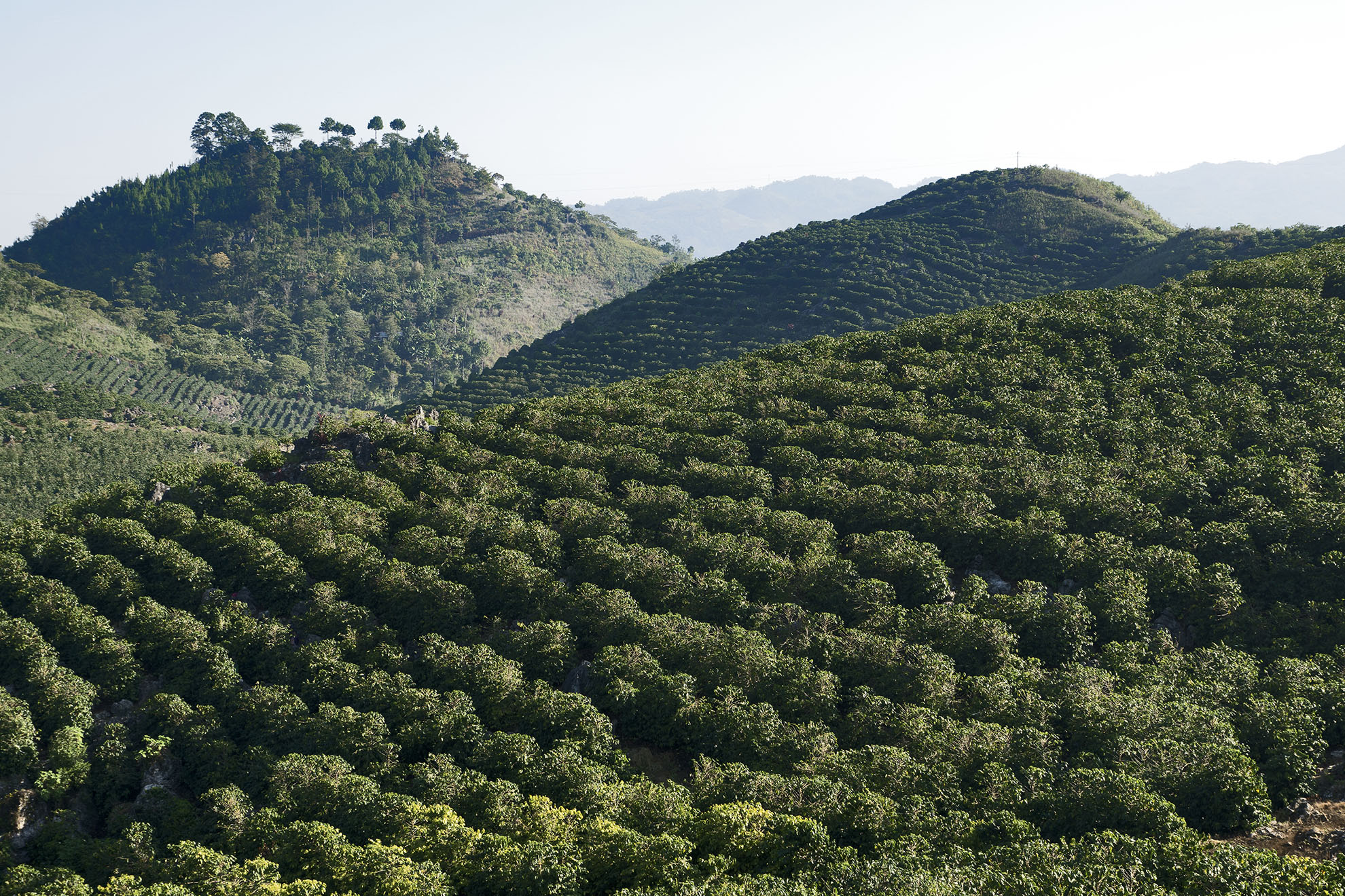 Gautemala Olé Foundation Coffee Club